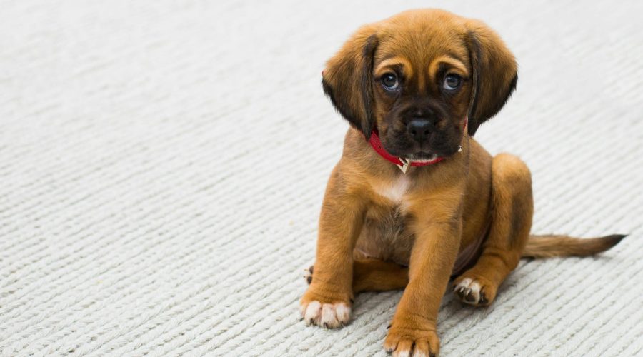 Vente de Chiots Entre Particuliers : Ce Que Dit La Loi en 2025